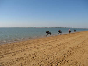 Horses racing on the beach