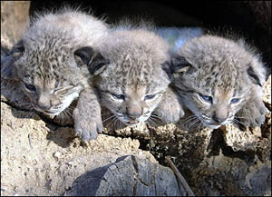 Baby Lynx Donana National Park