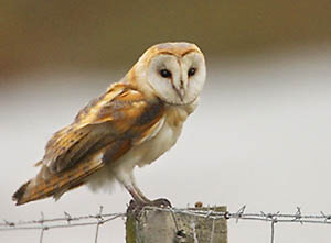 Bird Watching Donana National Park