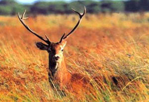 Donana National Park