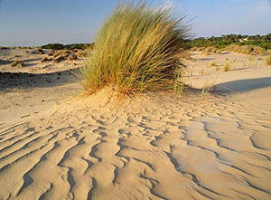 Donana National Park Sand Dunes