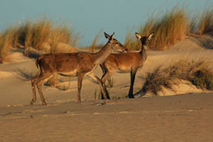 Iberian deer in Donana National Park